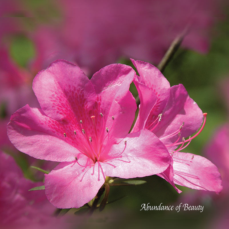 Flower Wall Décor - Abundance of Beauty