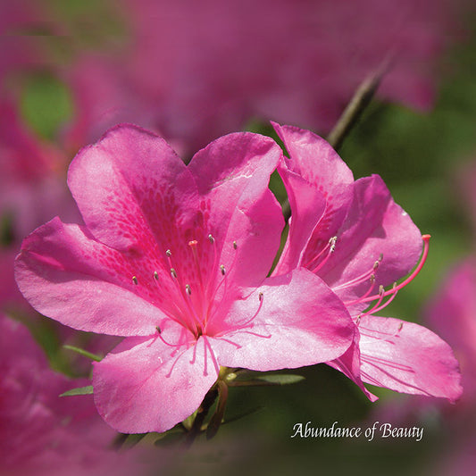 Flower Wall Décor - Abundance of Beauty