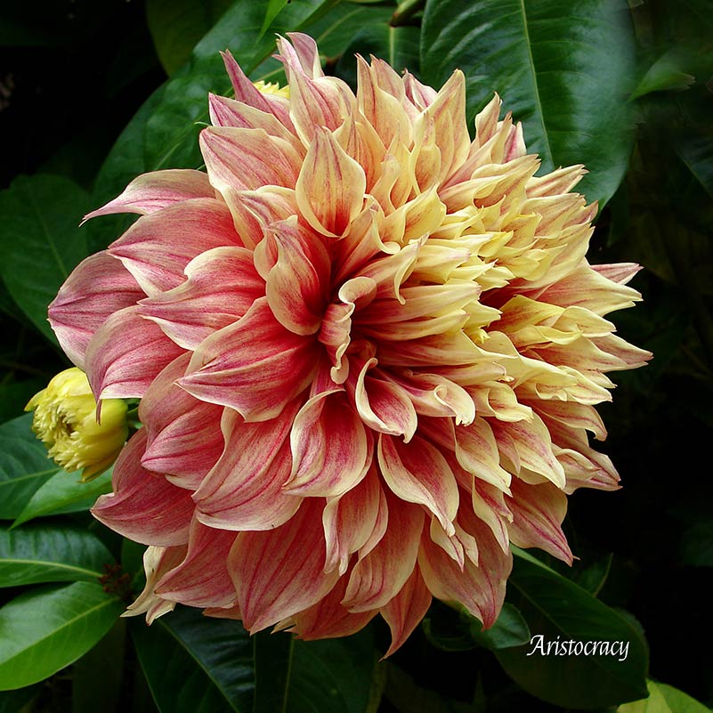 Flower Wall Décor - Aristocracy