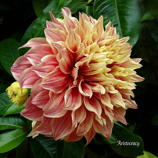 Flower Wall Décor - Aristocracy