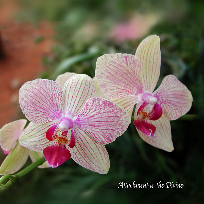 Flower Wall Décor - Attachment to the Divine