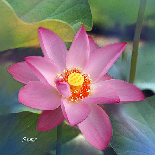 Flower Wall Décor - Avatar