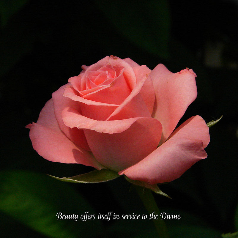 Flower Wall Décor - Beauty Offers itself in Service to the Divine