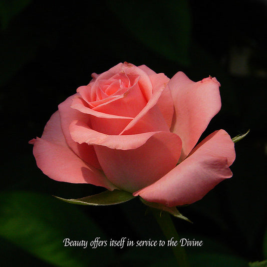 Flower Wall Décor - Beauty Offers itself in Service to the Divine