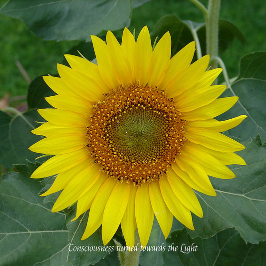 Flower Wall Décor - Consciousness turned towards the Light