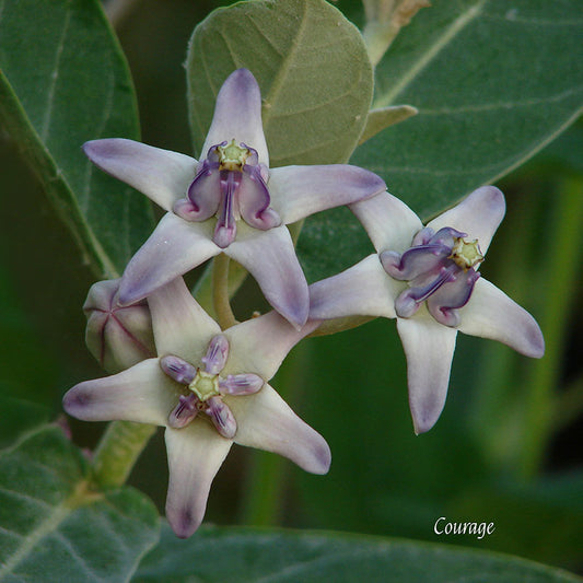 Flower Wall Décor - Courage