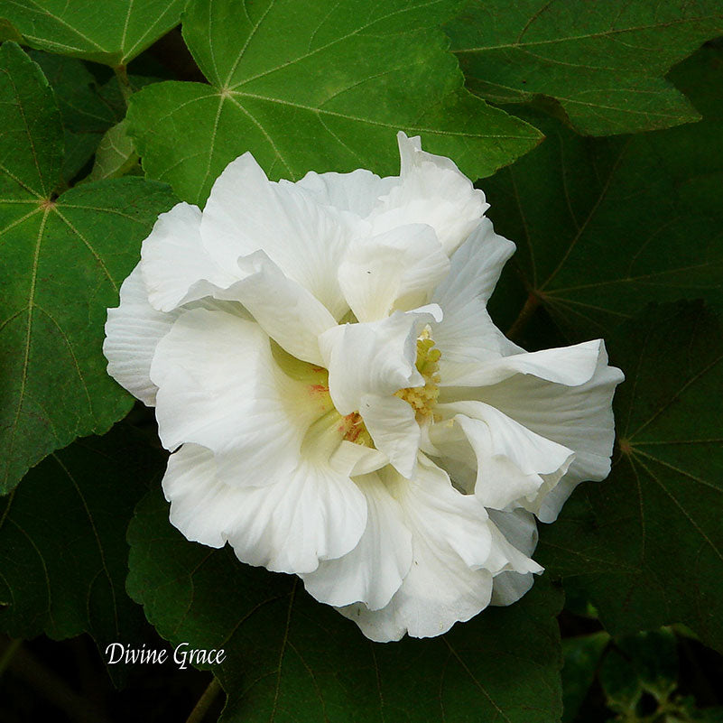 Flower Wall Décor - Divine Grace