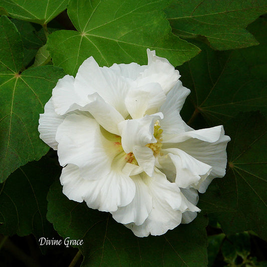 Flower Wall Décor - Divine Grace