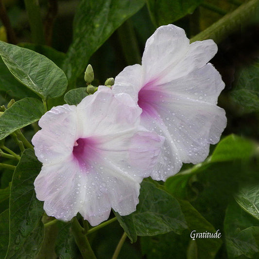 Flower Wall Décor - Gratitude