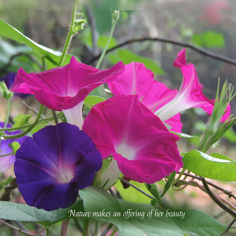 Flower Wall Décor - Nature makes an offering of her beauty