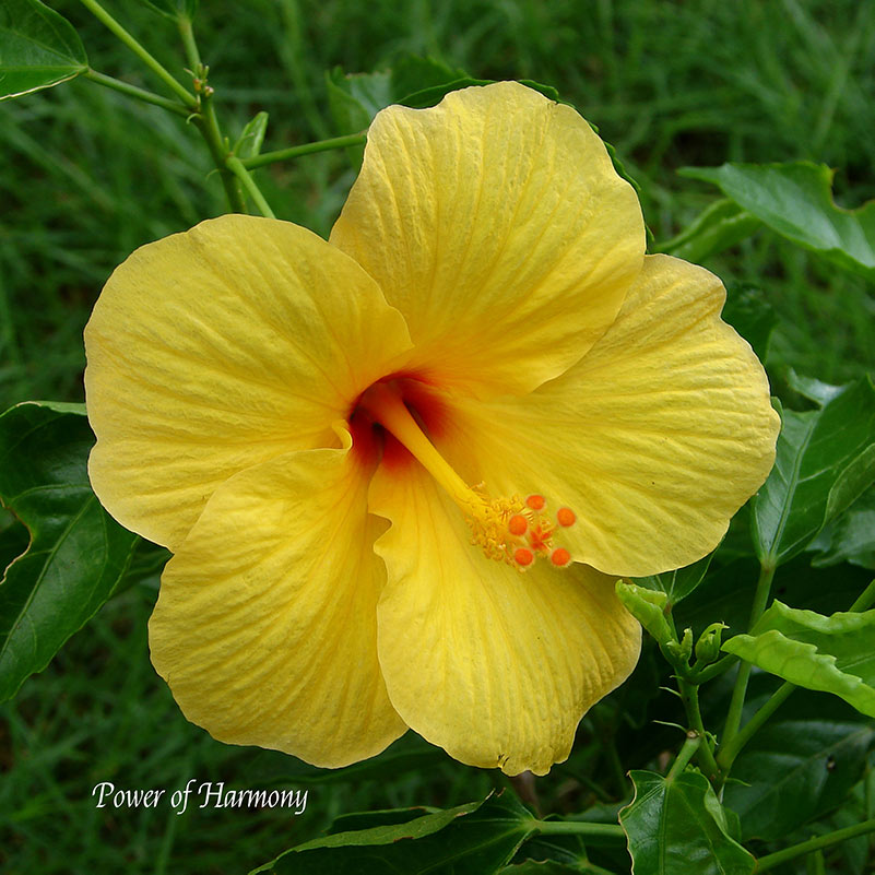 Flower Wall Décor - Power of Harmony