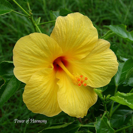 Flower Wall Décor - Power of Harmony