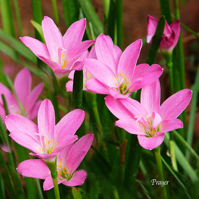 Flower Wall Décor - Prayer