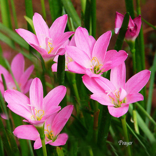 Flower Wall Décor - Prayer