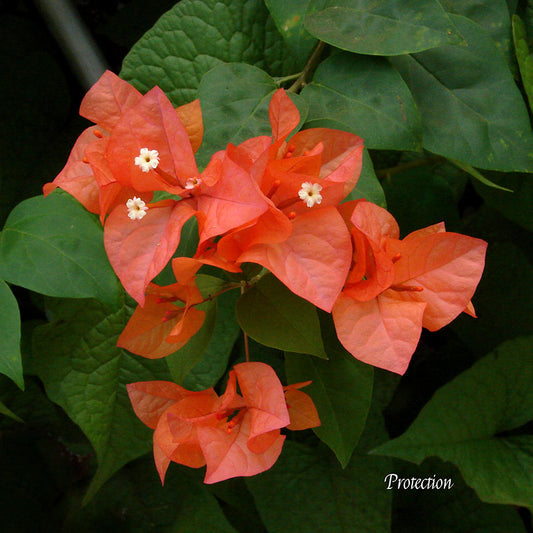 Flower Wall Décor - Protection