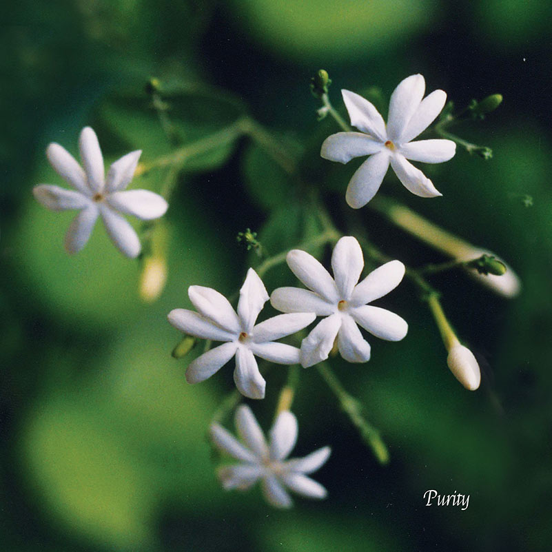 Flower Wall Décor - Purity
