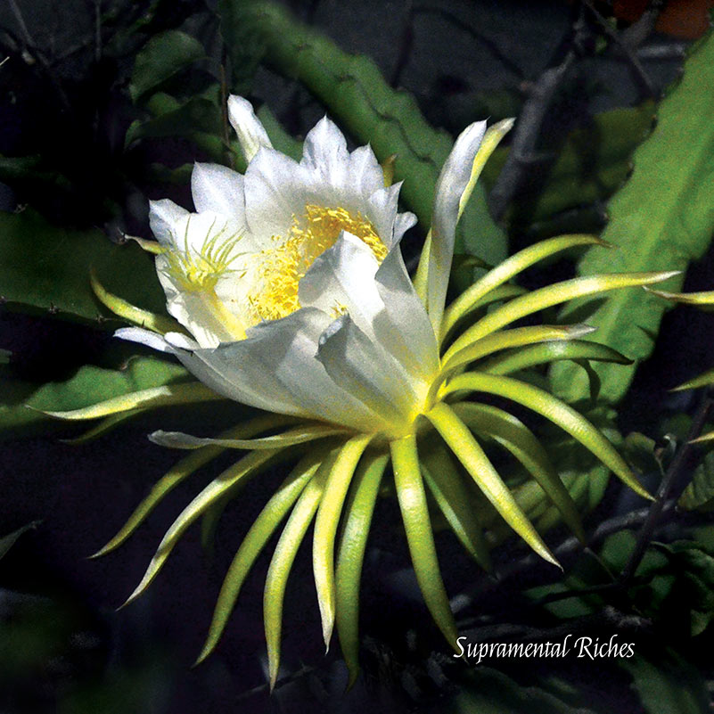 Flower Wall Décor - Supramental Riches