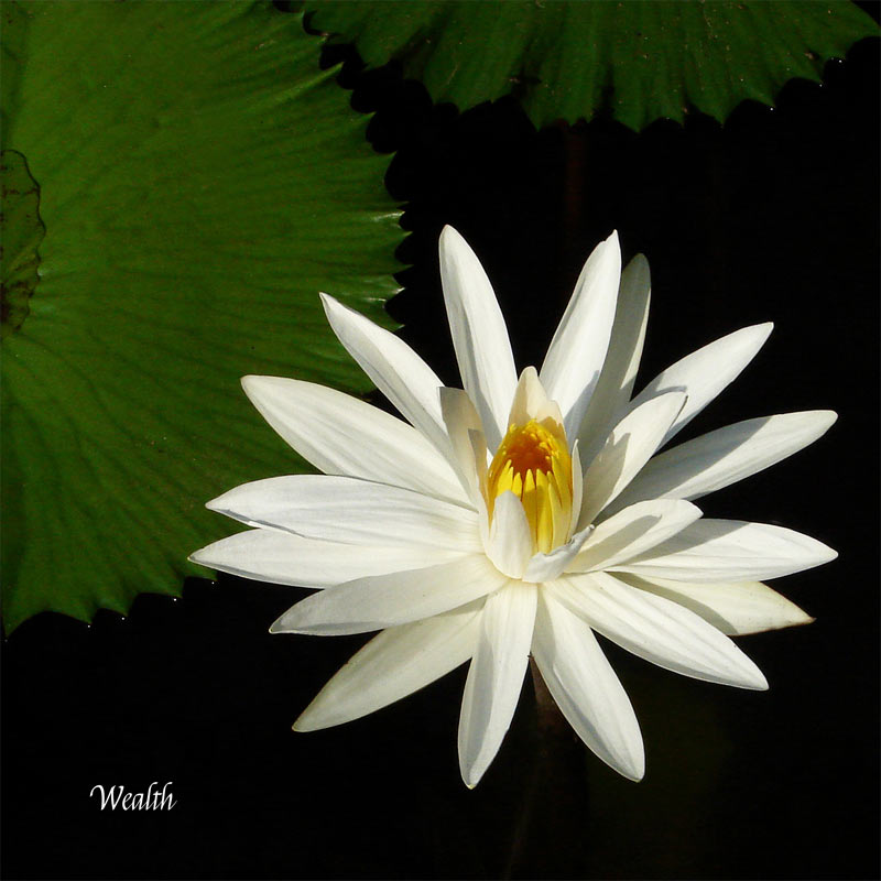 Flower Wall Décor - Wealth (Single Flower)