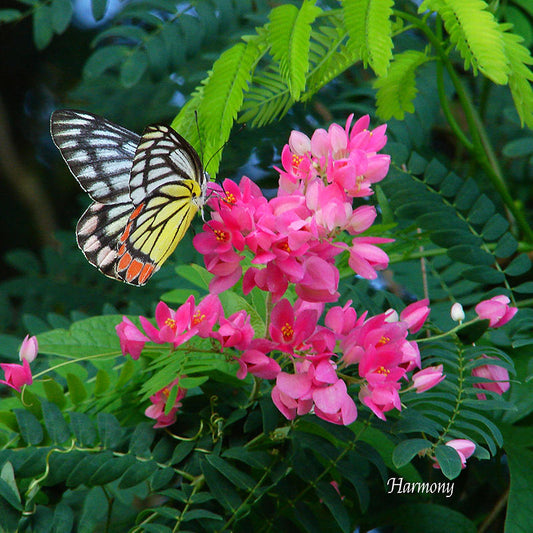Flower Wall Décor - Harmony