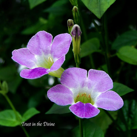 Flower Wall Décor - Trust in the Divine