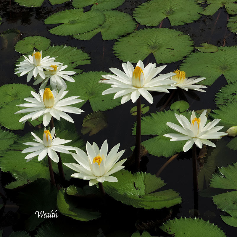 Flower Wall Décor - Wealth (Lily Pond)